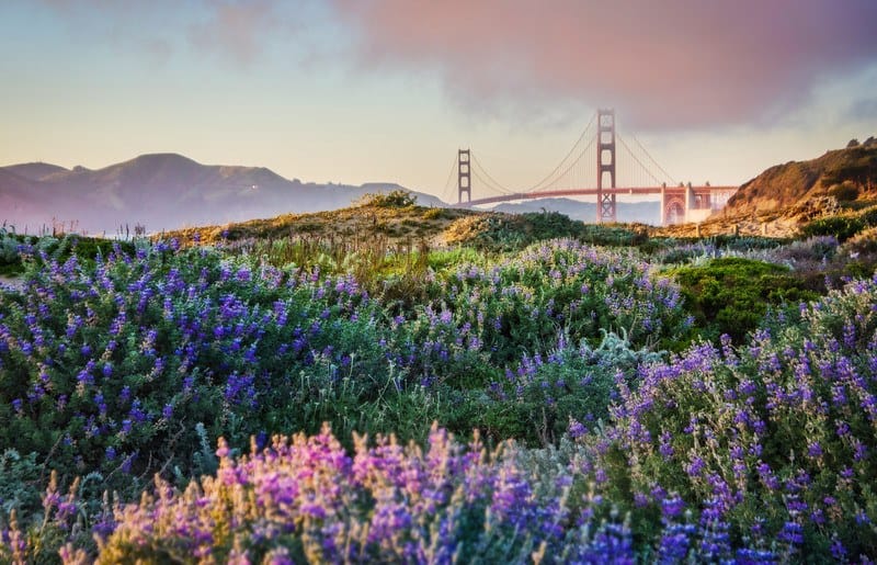 San Francisco Spring Super Blooms