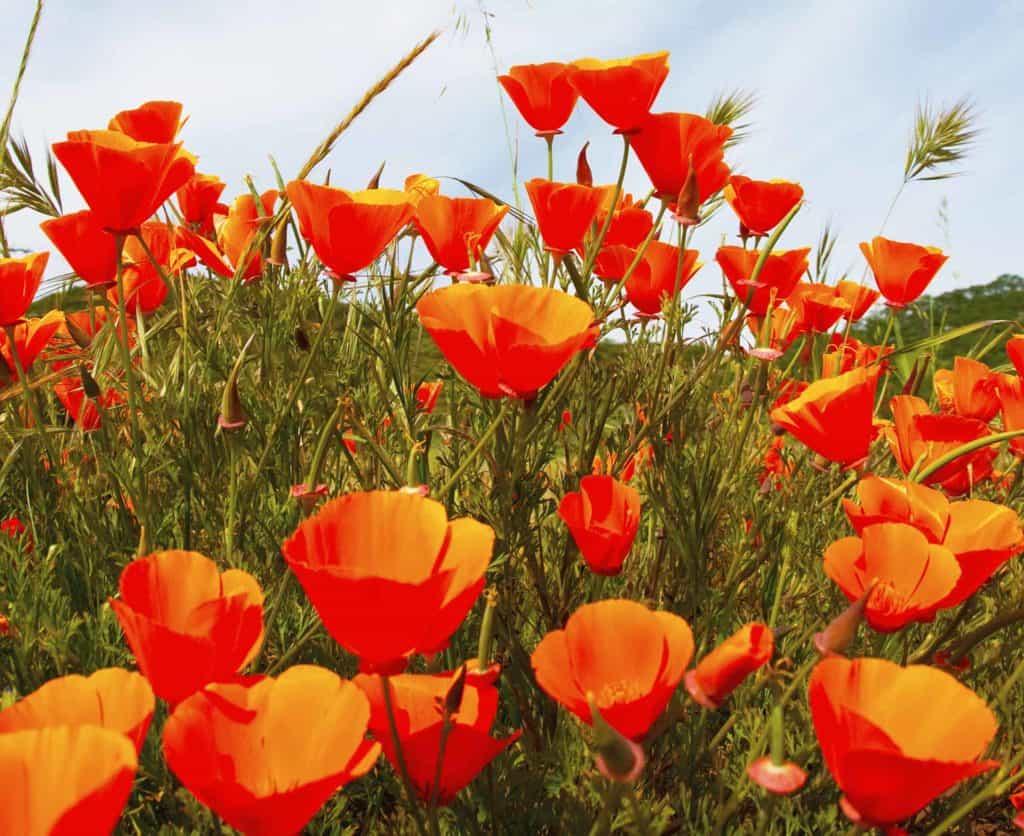 California poppy wildflowers